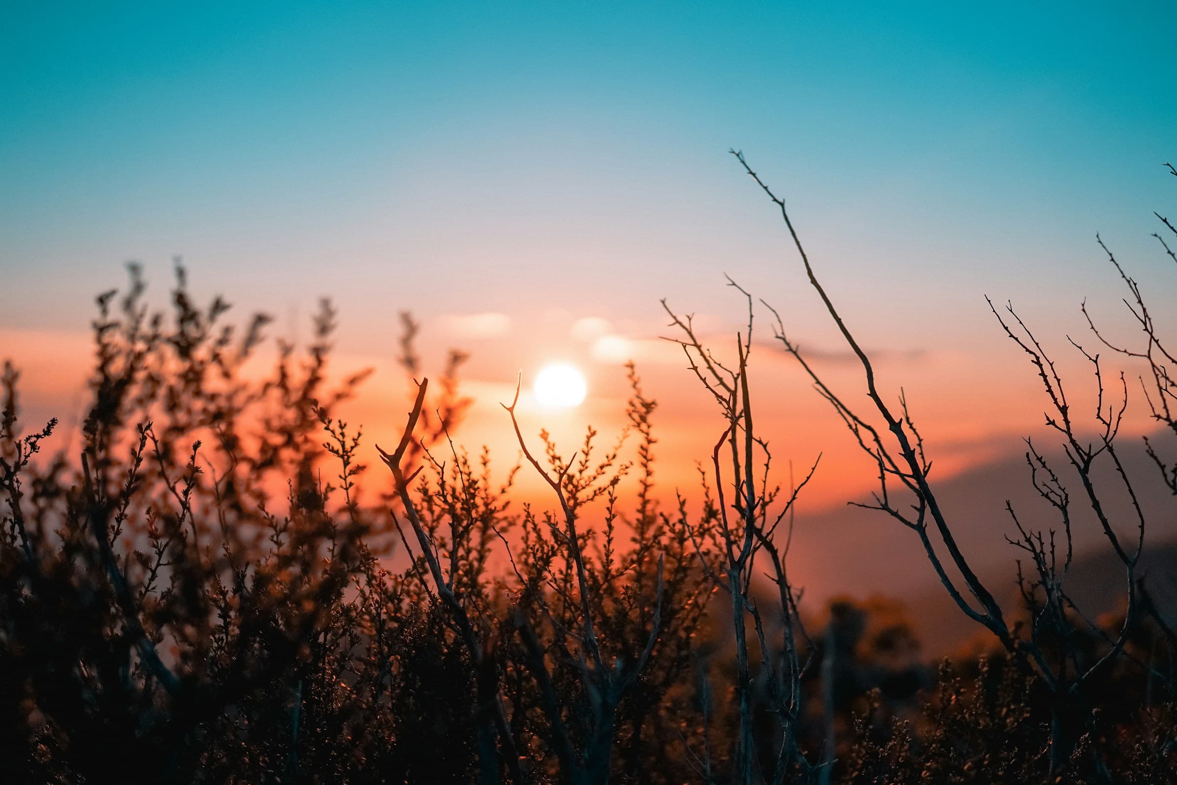 Sunset with silhouetted branches evoking themes of legacy and transition